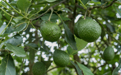 Human Impact Pathway